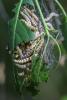 Yponomeuta sp.